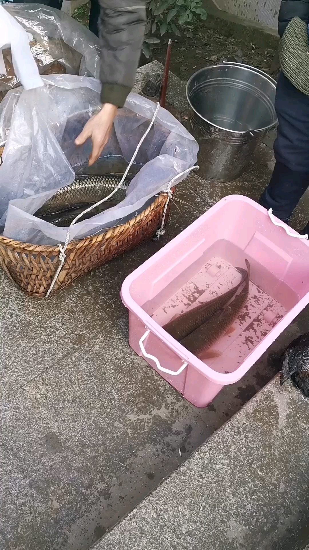 喜欢乌脚鸡吗?给点给赞