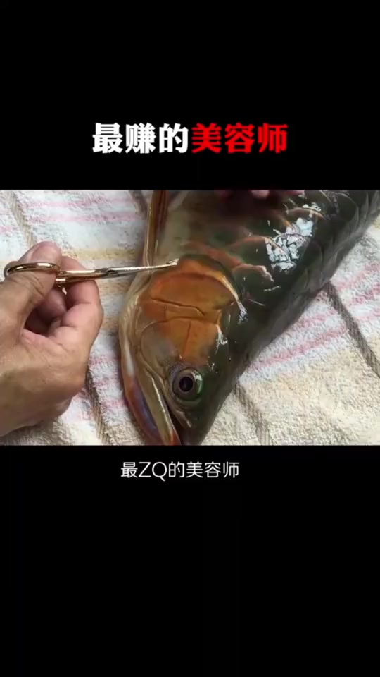 #搞笑段子#最赚钱的美容师给一条鱼美容,就可以赚上万