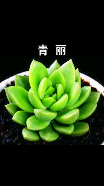 青丽