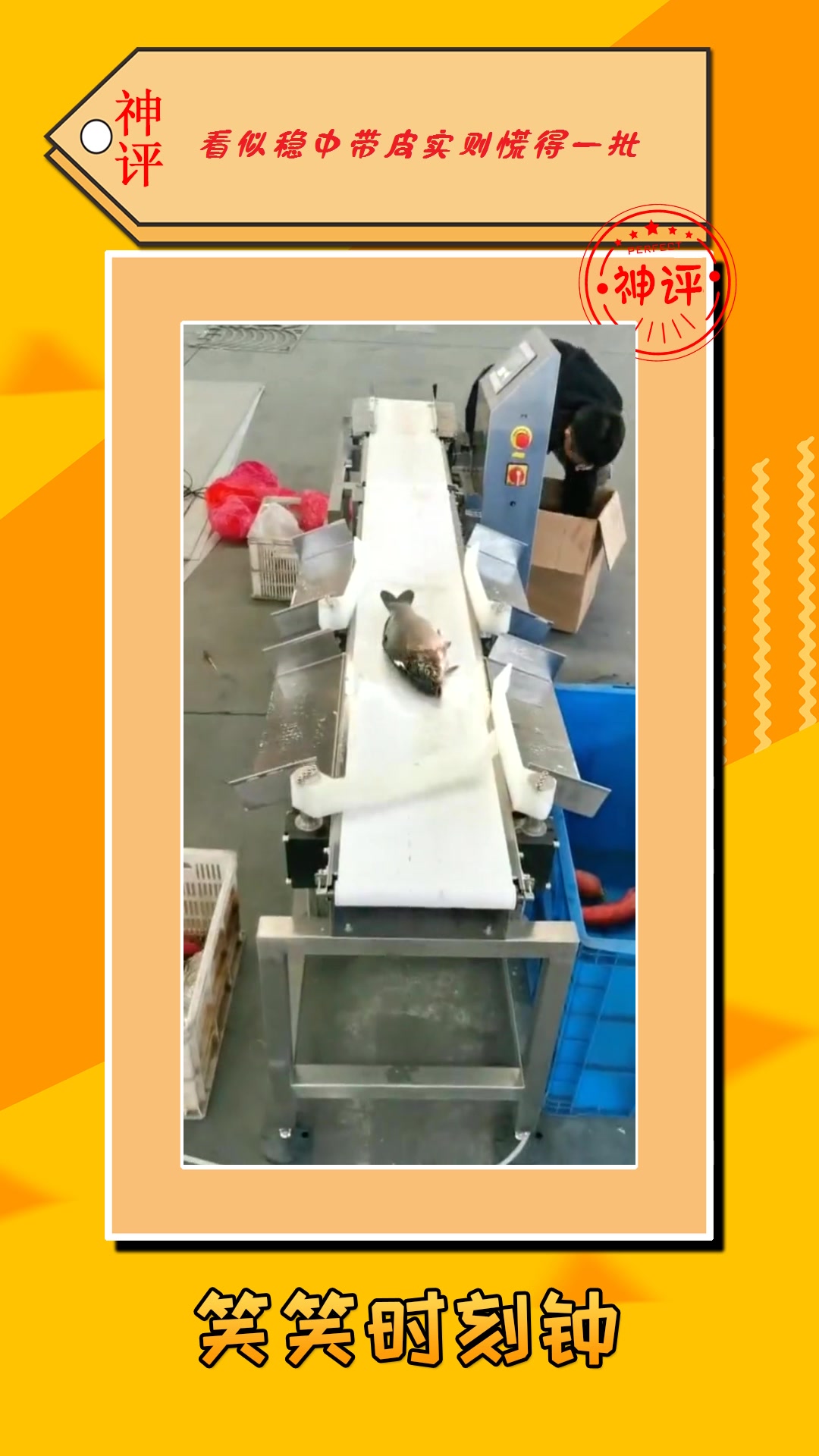 #搞笑#这机器什么原理?自动检测鱼的重量,还能自行分类!