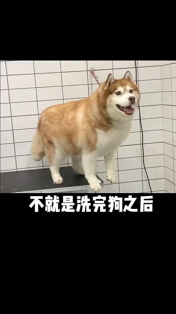 做蛋糕的小姐姐说 明年还要给鹿鹿子做好吃的,所以,请一定要健健康康的快乐下去