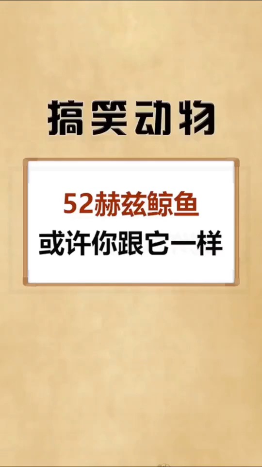 你听过一条叫Alice的鲸鱼吗?