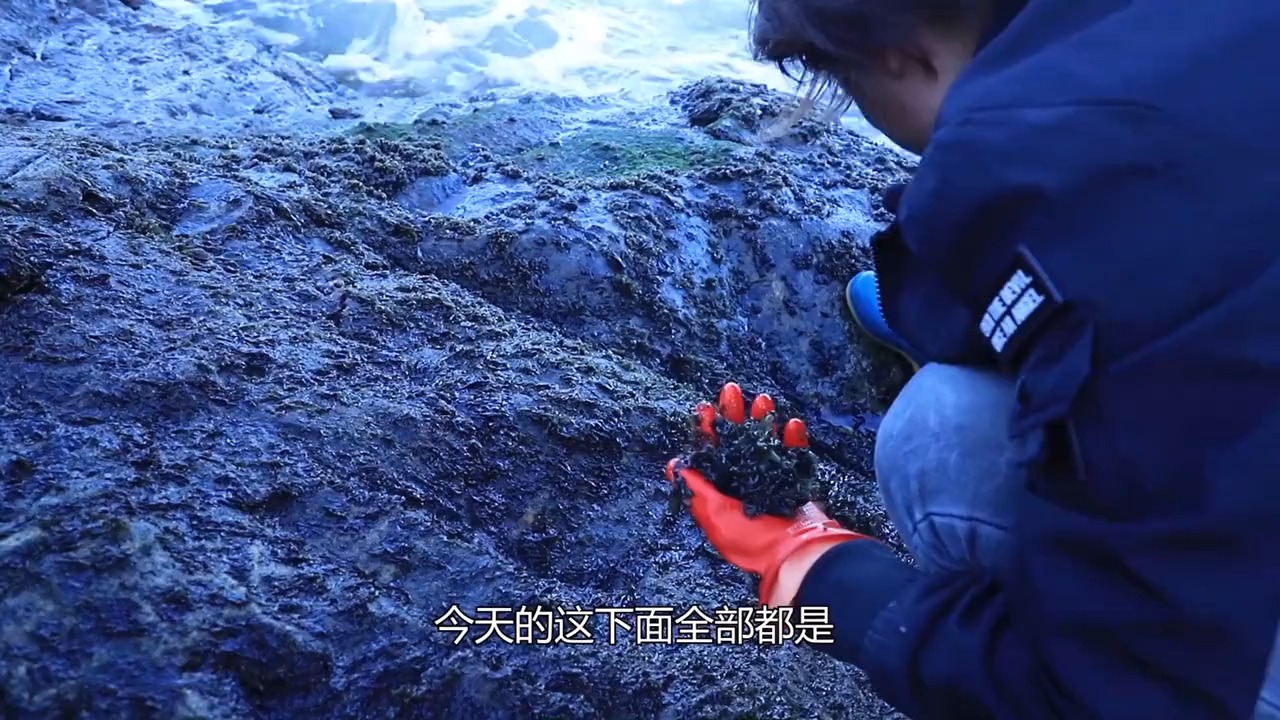 无人岛赶海野紫菜长的密密麻麻,一抓一大把太过瘾了,有钱也难吃到,海的故事我来说