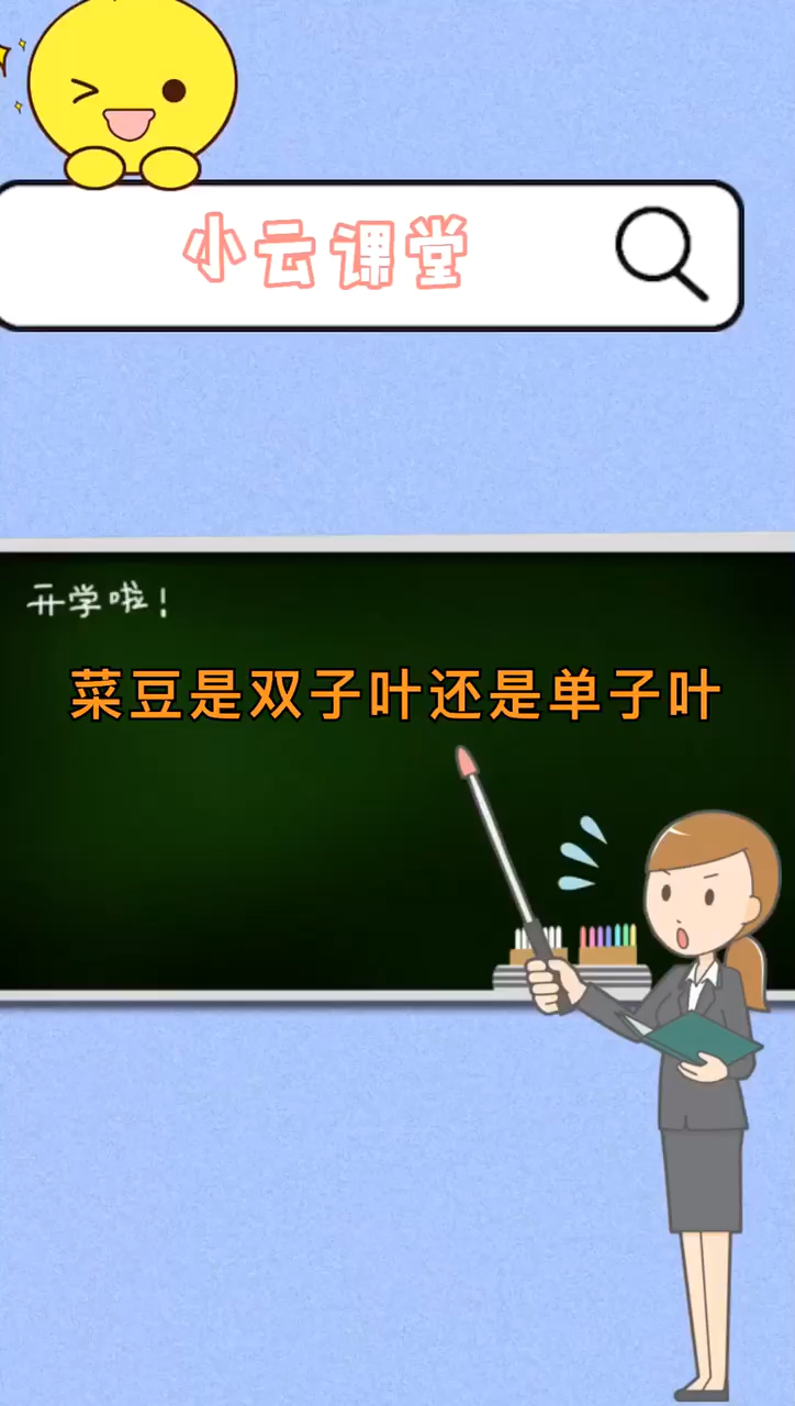 菜豆是单子叶还是双子叶