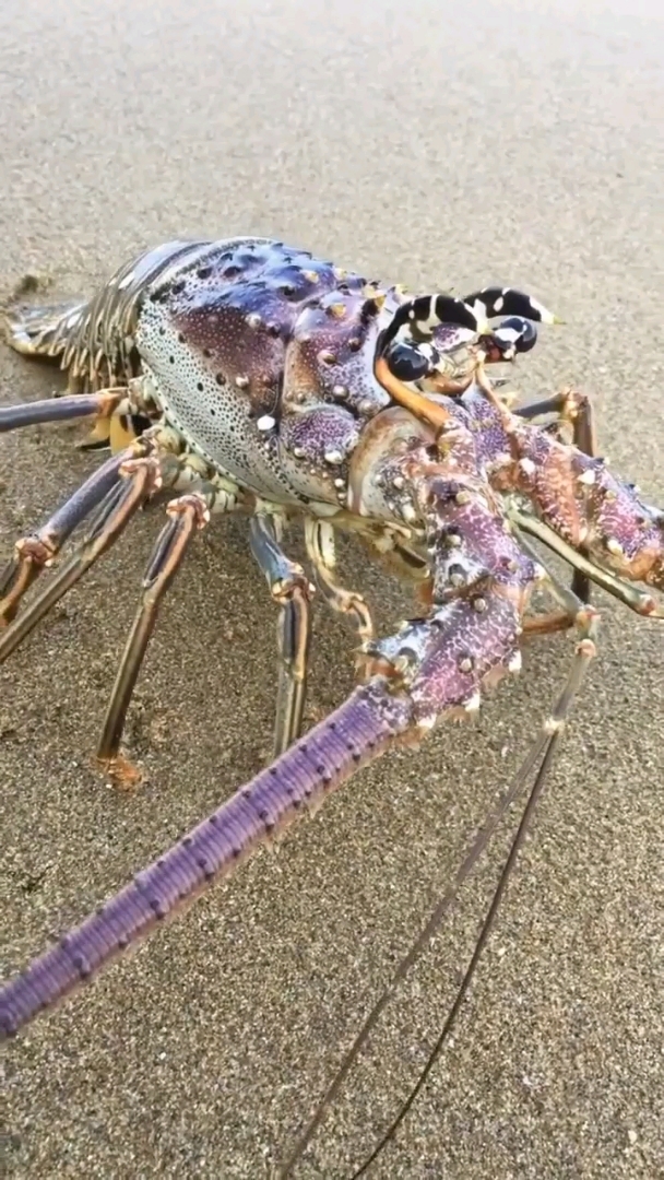 这么搞怪的大龙虾你们见过吗?