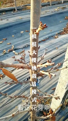 吉塞拉矮化大樱桃树苗专业育苗基地,吉塞拉矮化大樱桃树苗一根棍种植技术分享