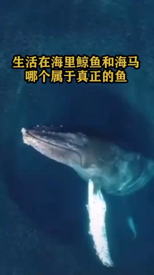 生活在海里的鲸鱼和海马,哪个属于真正的鱼?
