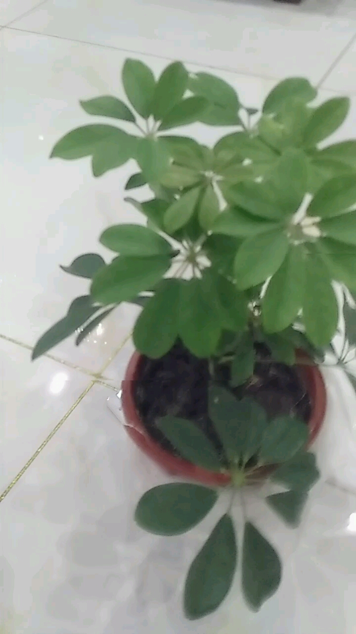 鸭掌木