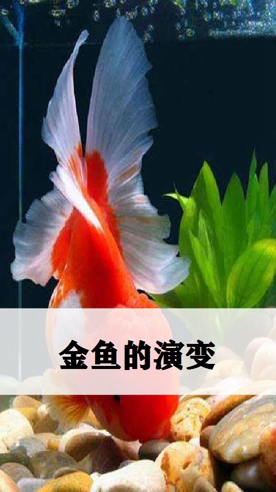鱼类大科普,金鱼的演变