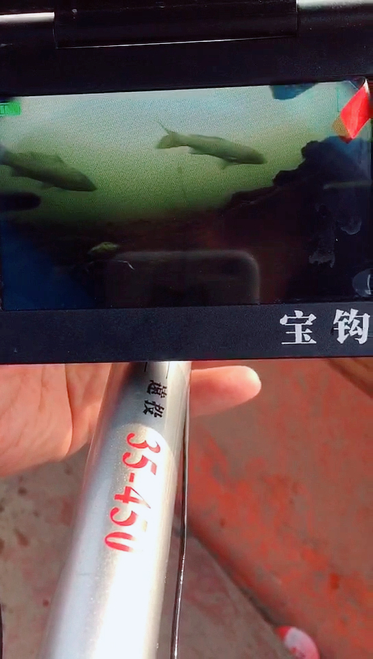 菜太贵了,买不起了,只有吃鱼了