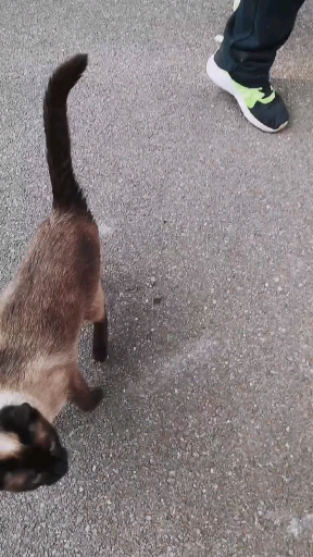猫吃鱼