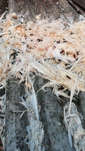 唐慰祖草本堂野生大黄蜂这样子抓住泡酒入药材的