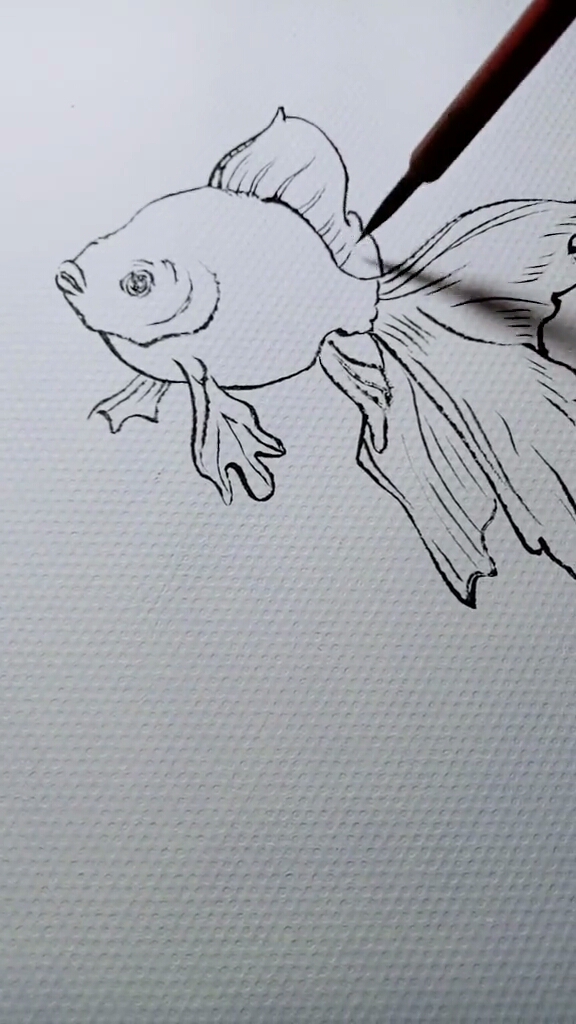 白描手绘金鱼教学过程