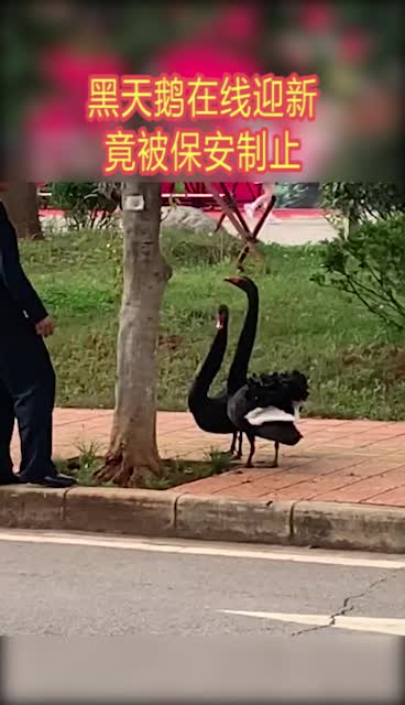 #奇趣#黑天鹅在线迎新,竟被保安制止