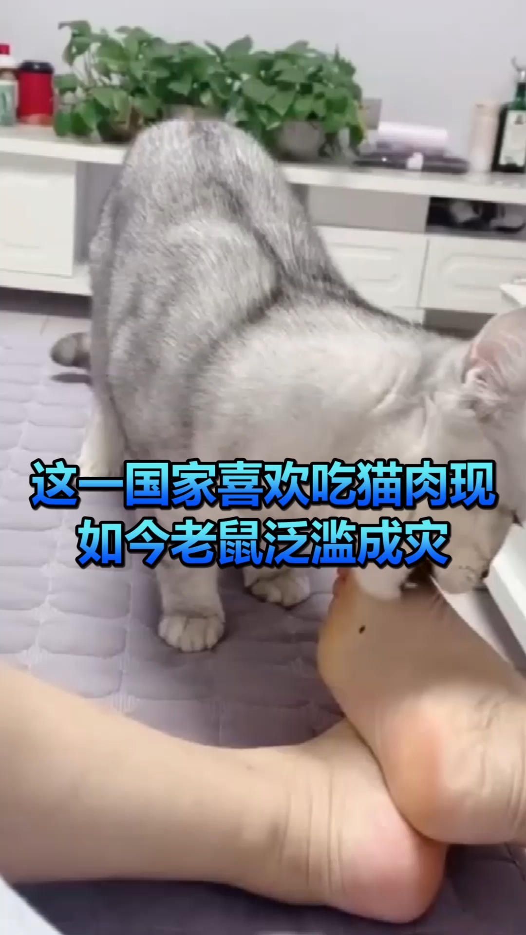 #奇闻趣事抢先看#这一国家喜欢吃猫肉,现如今老鼠泛滥成灾,当地人很犯愁!