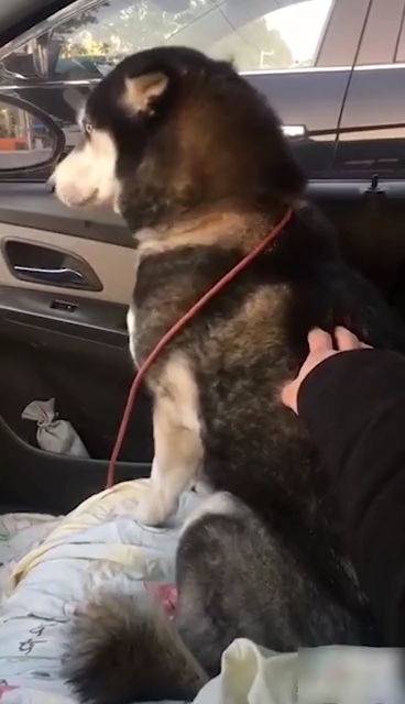 吃狗肉了!