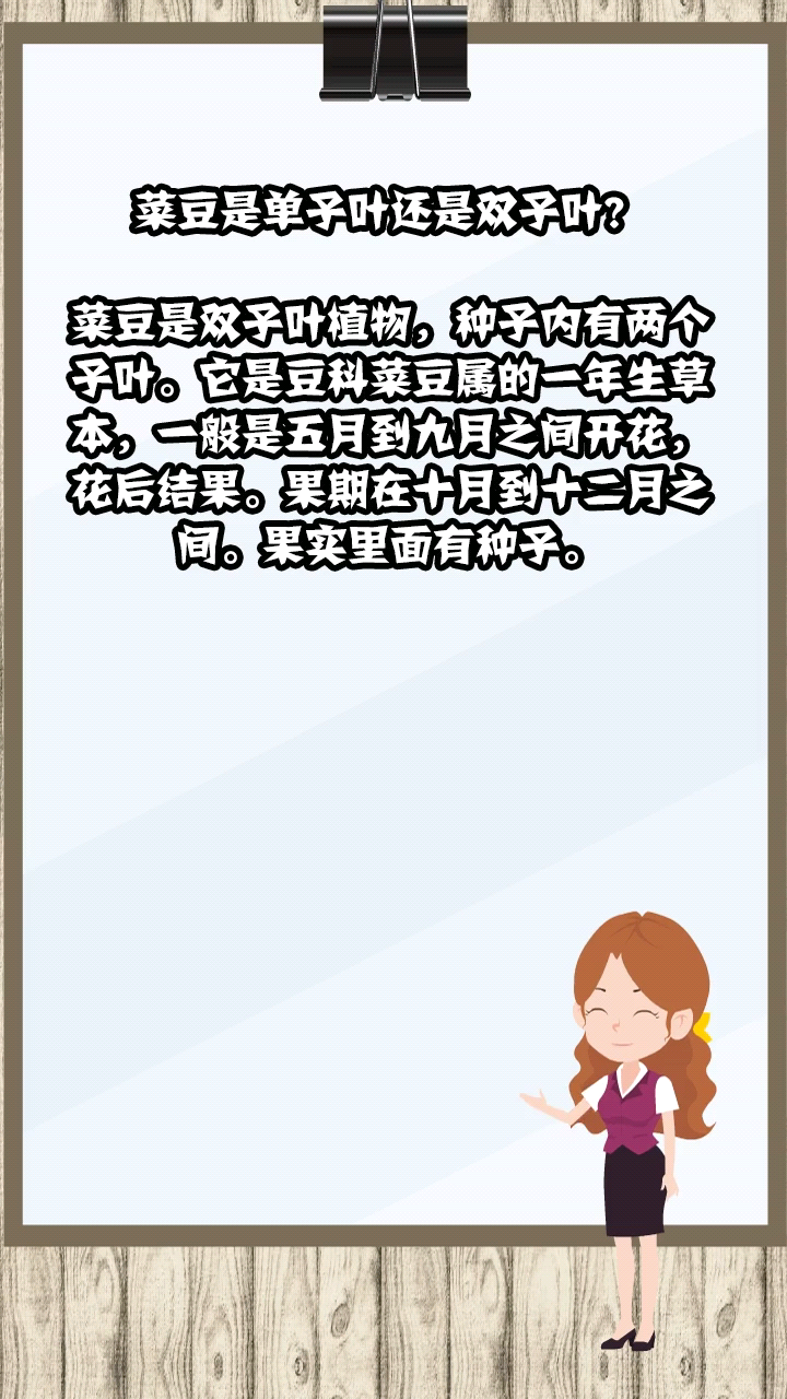 菜豆是单子叶还是双子叶?