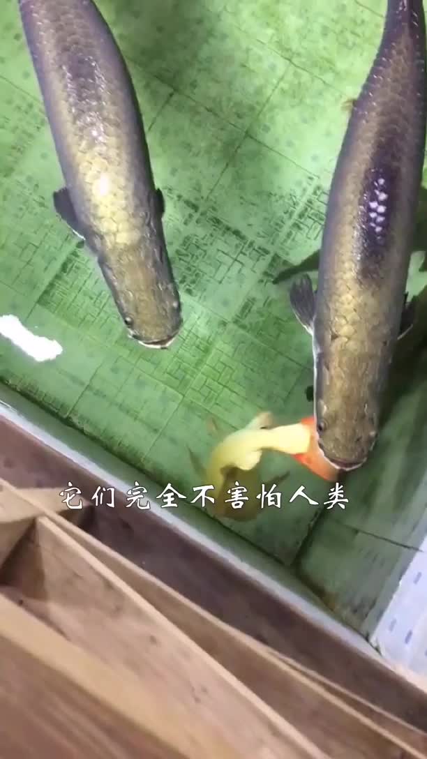 世上最蠢的淡水鱼,不但不怕还爱围观人类,导致政府出手保护!,