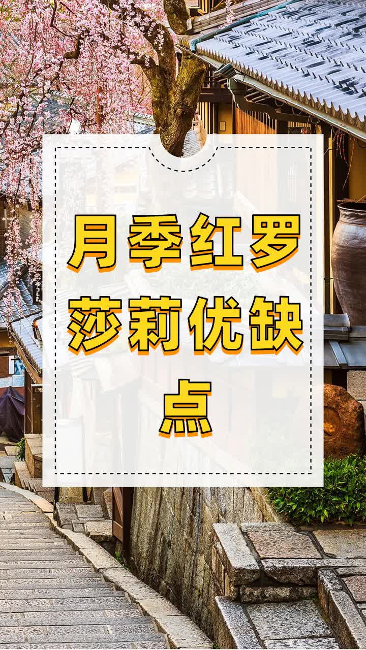 月季红罗莎莉优缺点