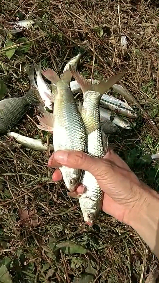 鲮鱼,做罐头可以!