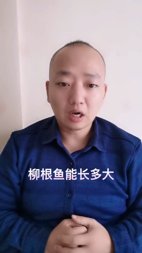 柳根鱼能长多大 