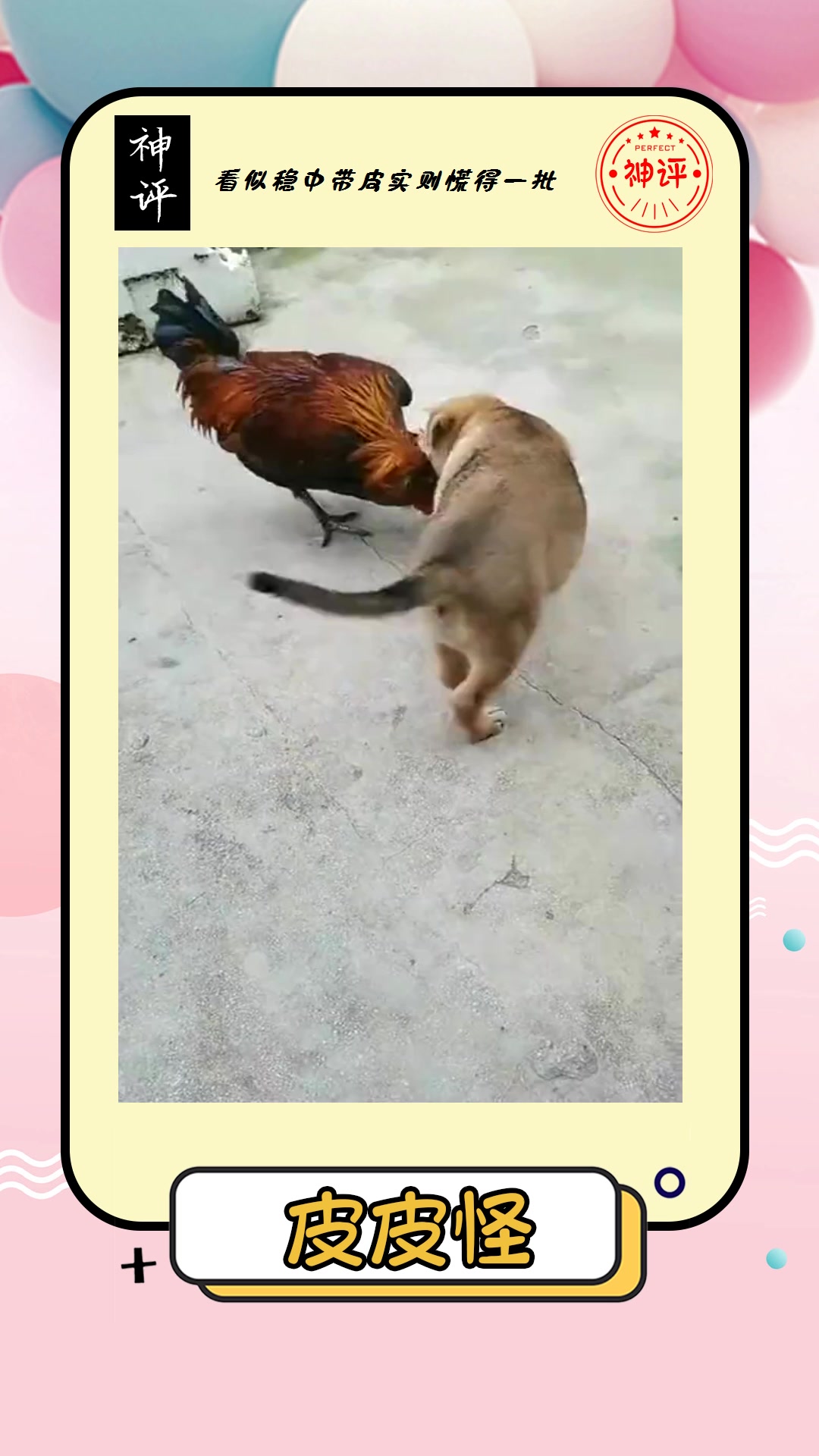 #搞笑#家里的大公鸡喜欢啄人今天狗子总算帮我出气了真乖啊