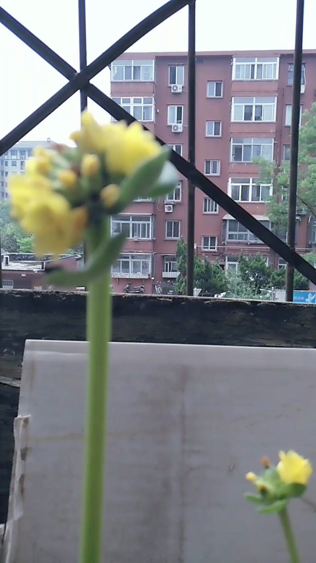 看到钱串子开花的人都好运不断