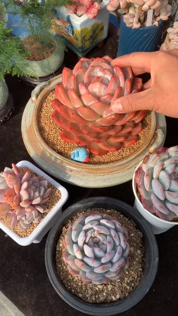 #有一种可爱叫多肉!#橙梦露怎么养才好看。