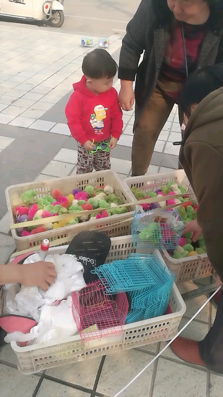 彩色的小鸡