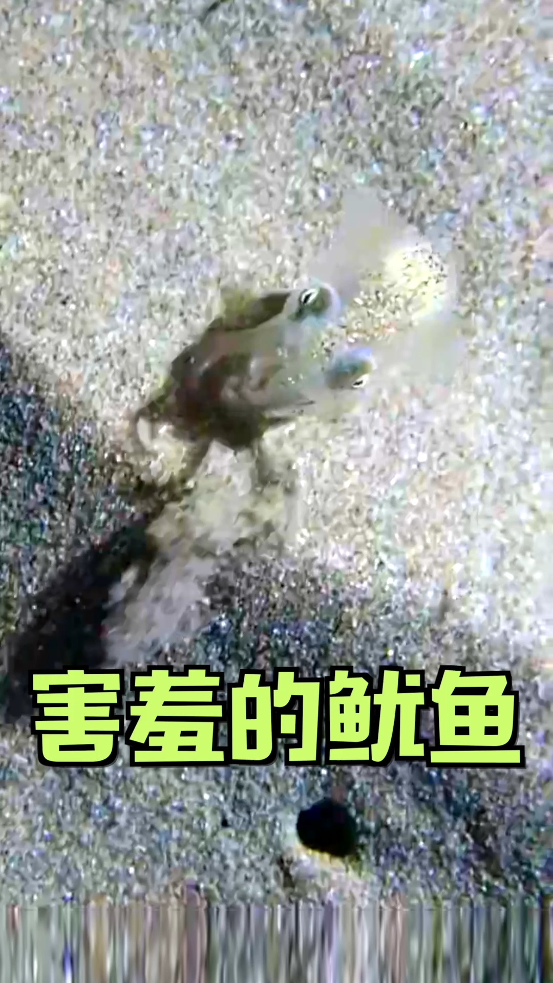 #春日小视频有奖征集活动#夏威夷短尾鱿鱼主要在夜间觅食,白天会把自己埋在沙子里,还会用触须