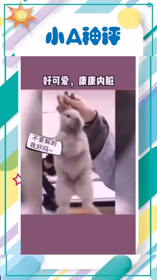 兔子小不忍则卖大萌