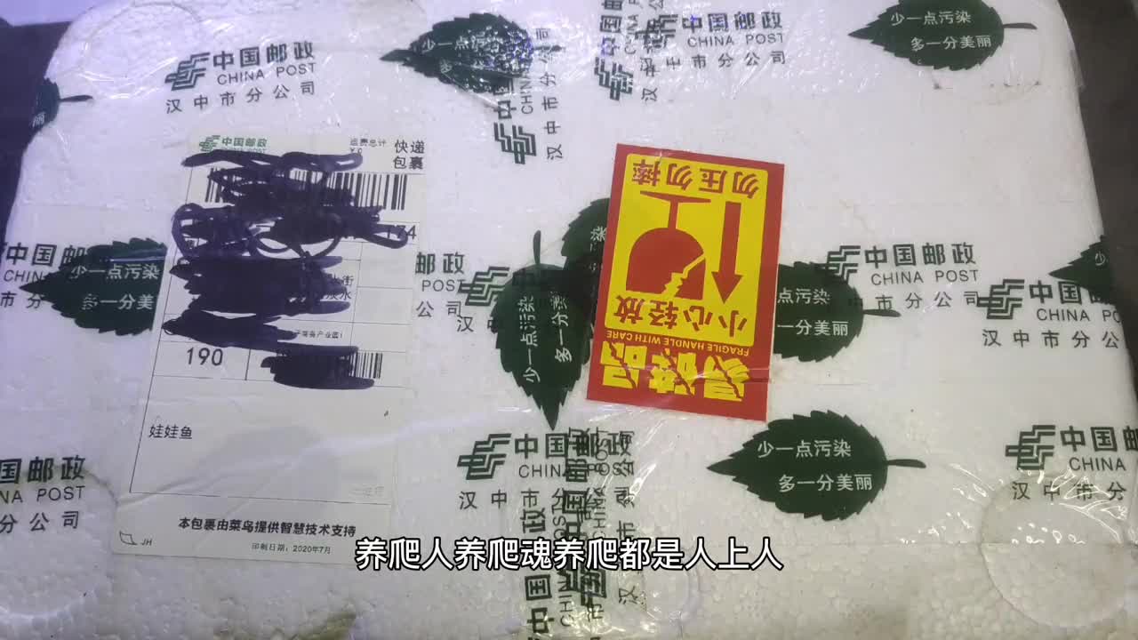 宠物开箱:小伙网购2只娃娃鱼,据说叫声像婴儿哭声一样,太神奇了