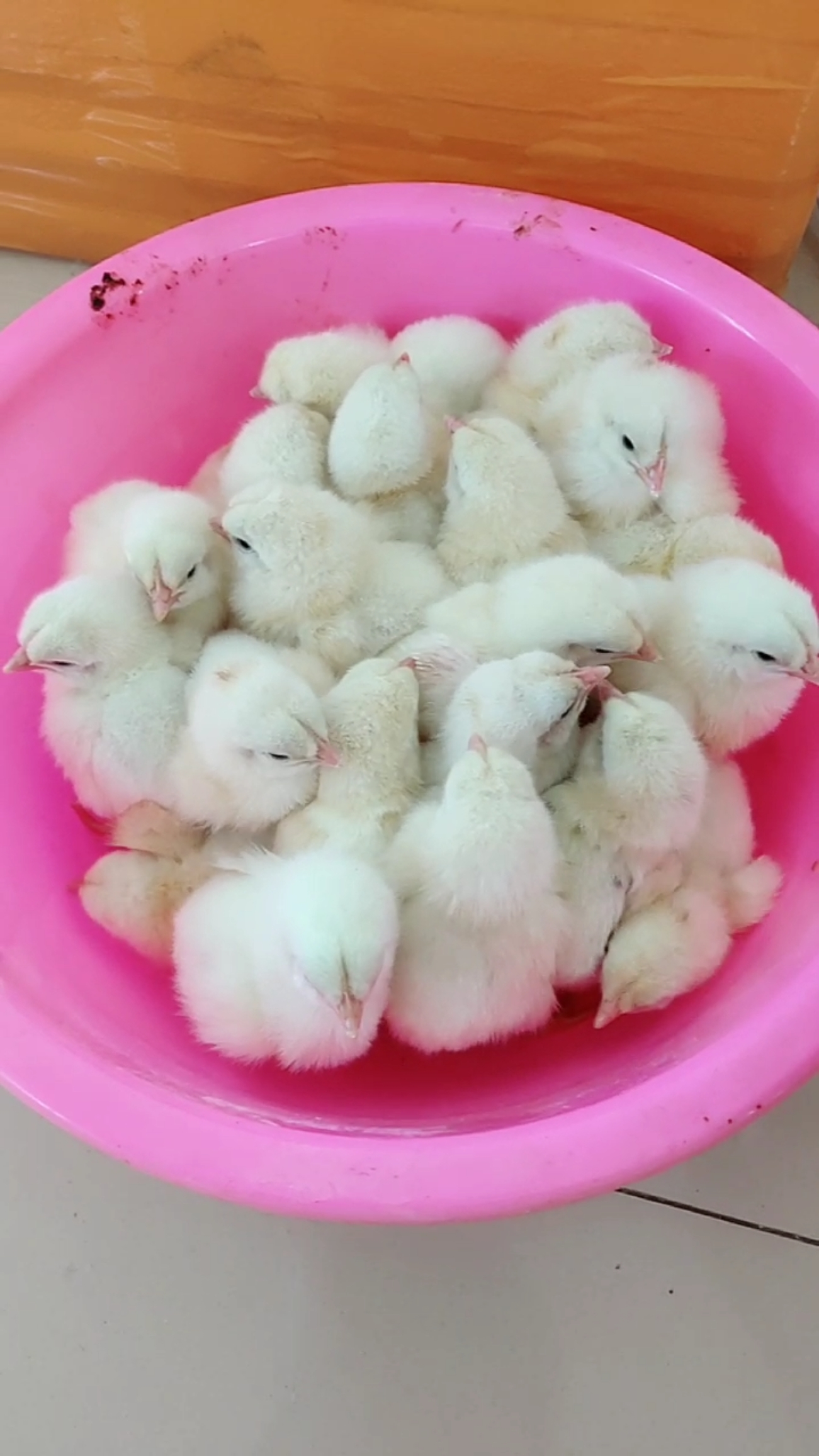 自己用泡沫箱孵化小鸡出壳