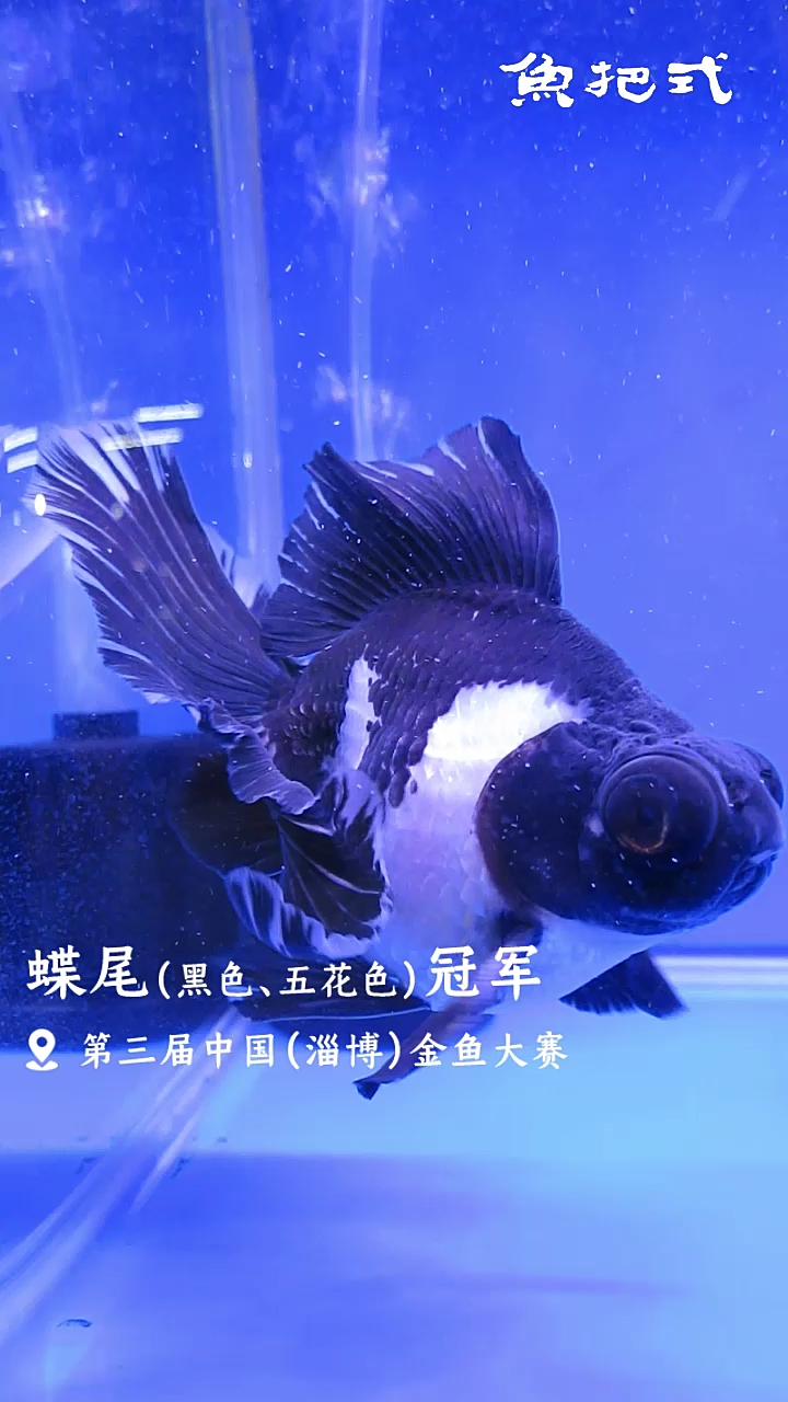 蝶尾金鱼