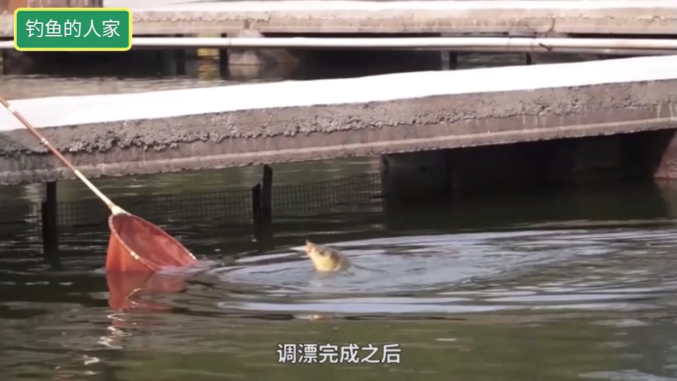 把风线后拖10厘米,行程钓法凭感觉中鱼,是野钓鲤鱼的一种钓法