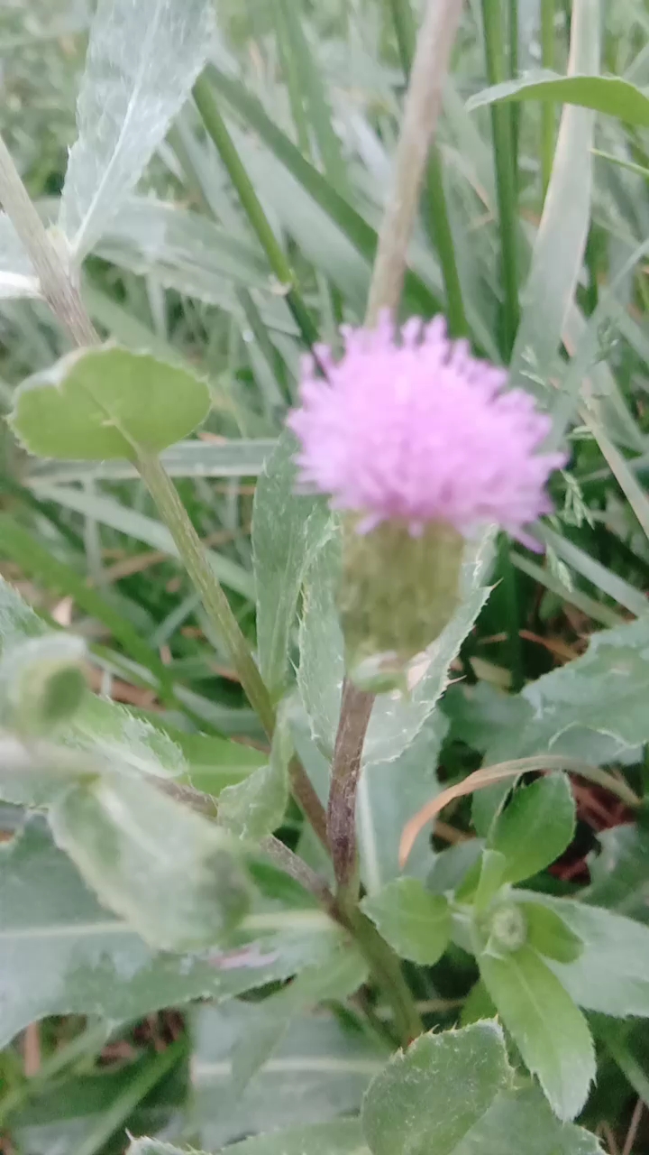 青青菜,又名小蓟,可治割伤出血。