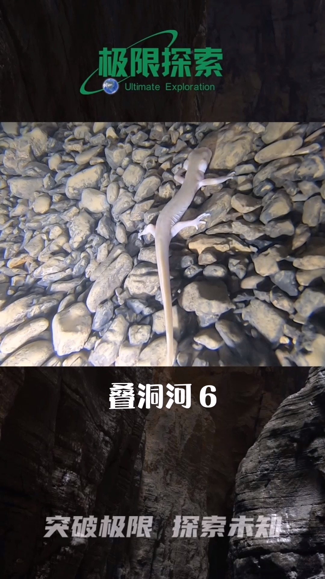 发现两栖类小鲵科动物,有可能还是新物种,地下河有完整的生态链