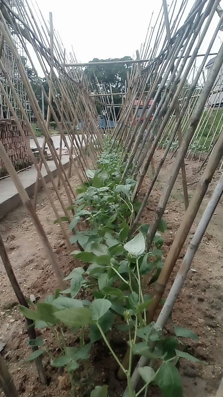 绿色有机疏菜