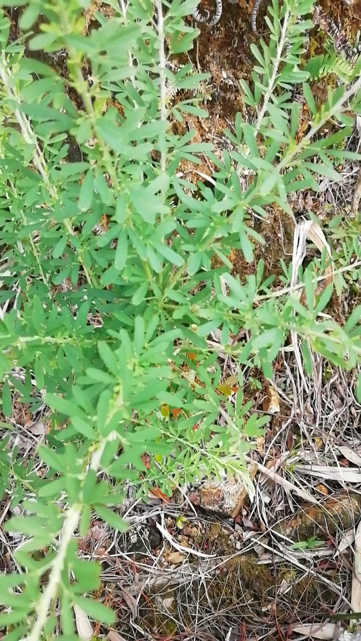关门草的功效与作用: 清肝明目,和脾利水。主治目花,夜盲,偏头痛,水肿,脚气,黄