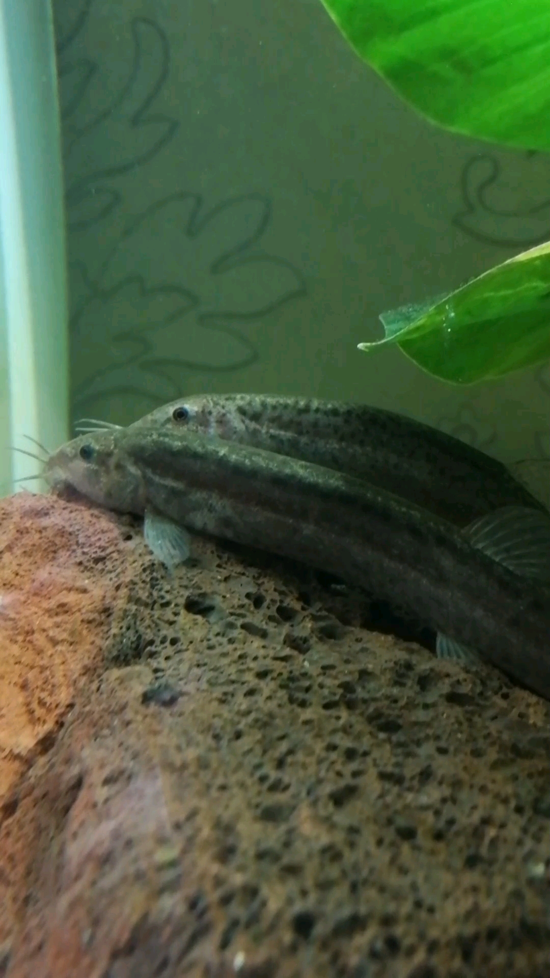 分享视频