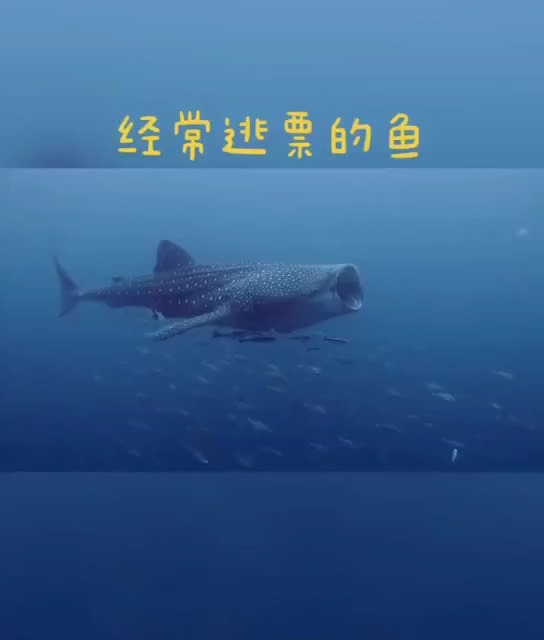 #动物世界#脑袋上长了吸盘的鱼