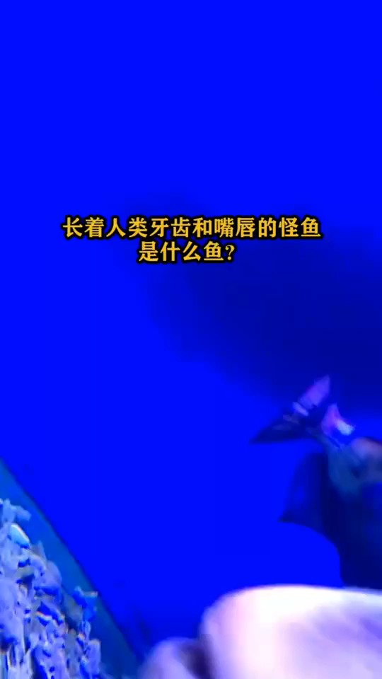 长着人类牙齿的鱼?