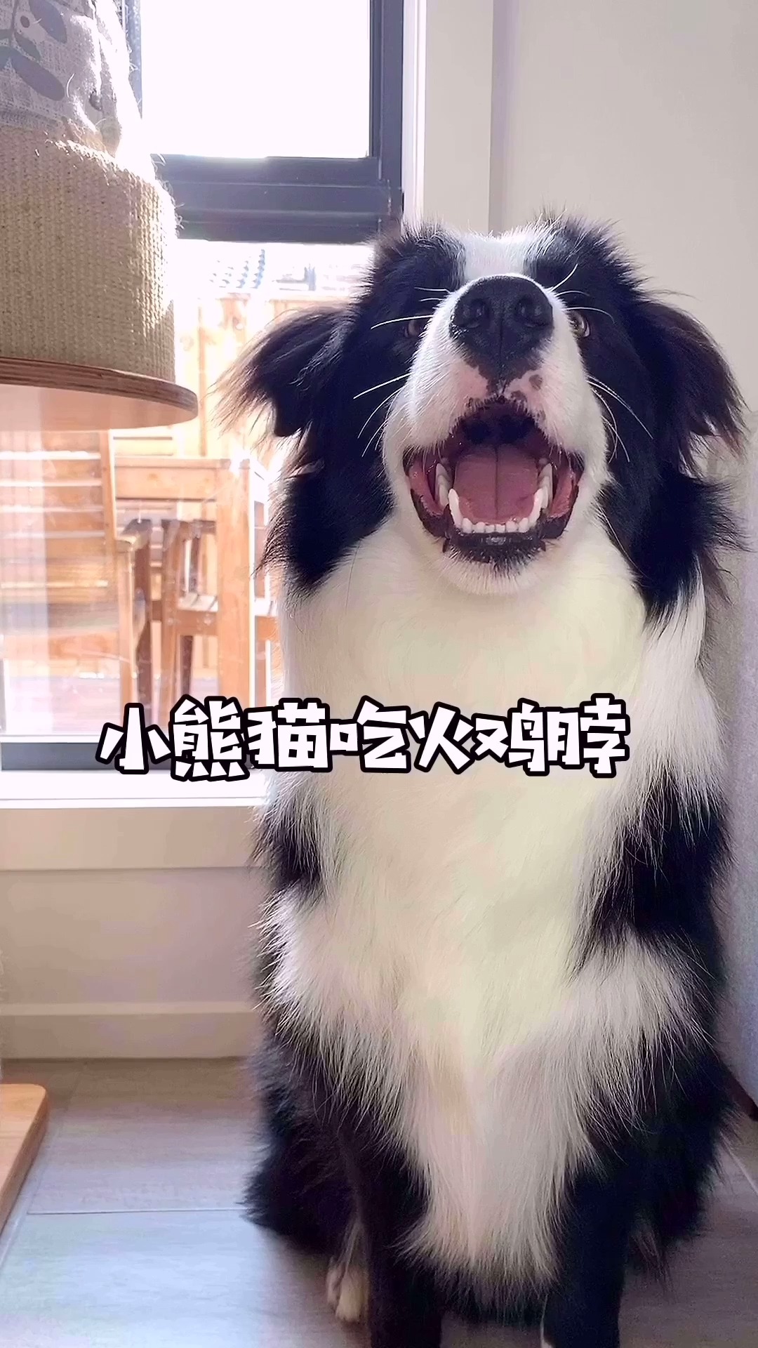 #家有萌宠#小熊猫吃火鸡脖