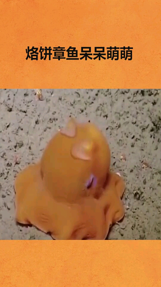 烙饼章鱼呆呆萌萌