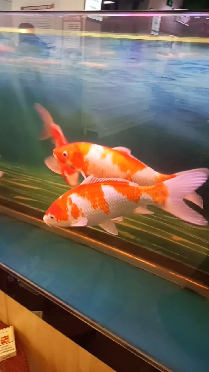 小鱼游来游去