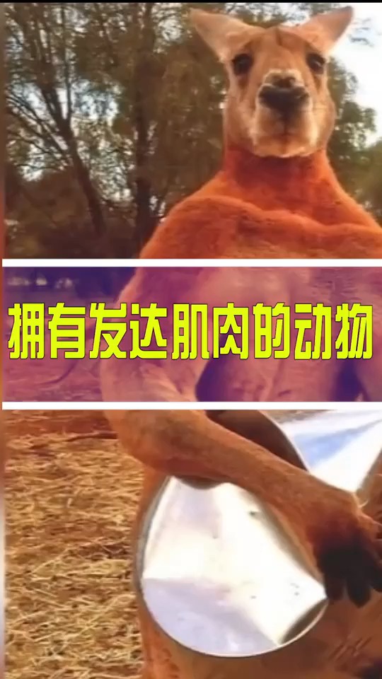 拥有发达肌肉的动物