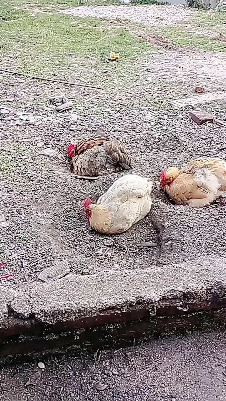 三只母鸡