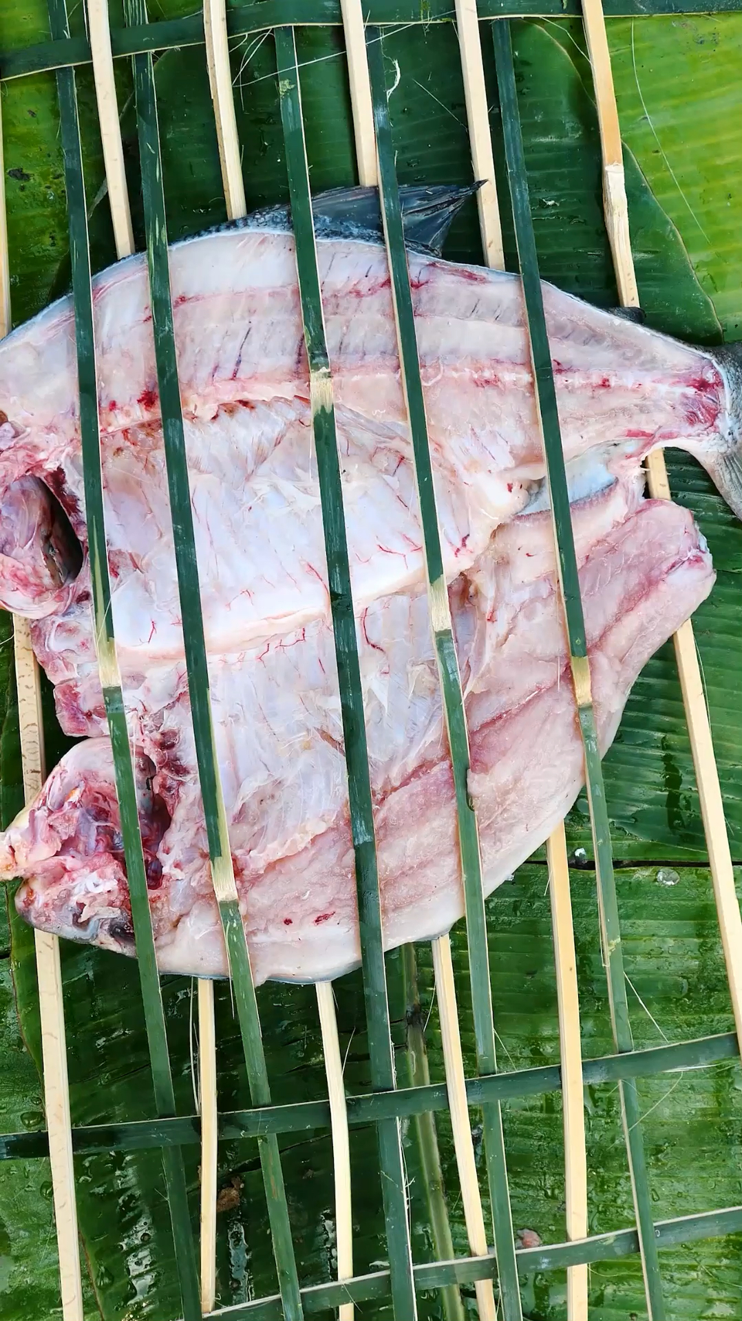 #黑暗料理之王#碳烤淡水白鲳,被誉为食人鱼的鱼就是好吃 @全民小助手