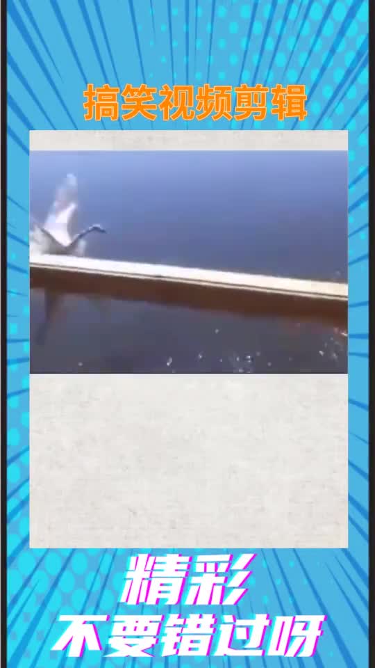 #沙雕##搞笑#世界怪谈别笑,别笑,天鹅是世界上最钟情的动物奇闻奇事涨知识萌宠