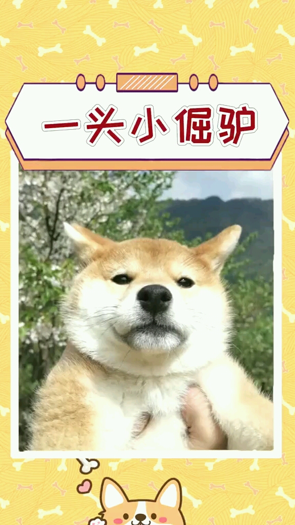 如此倔强的柴犬说不走就不走我的内心是崩溃的基柴犬